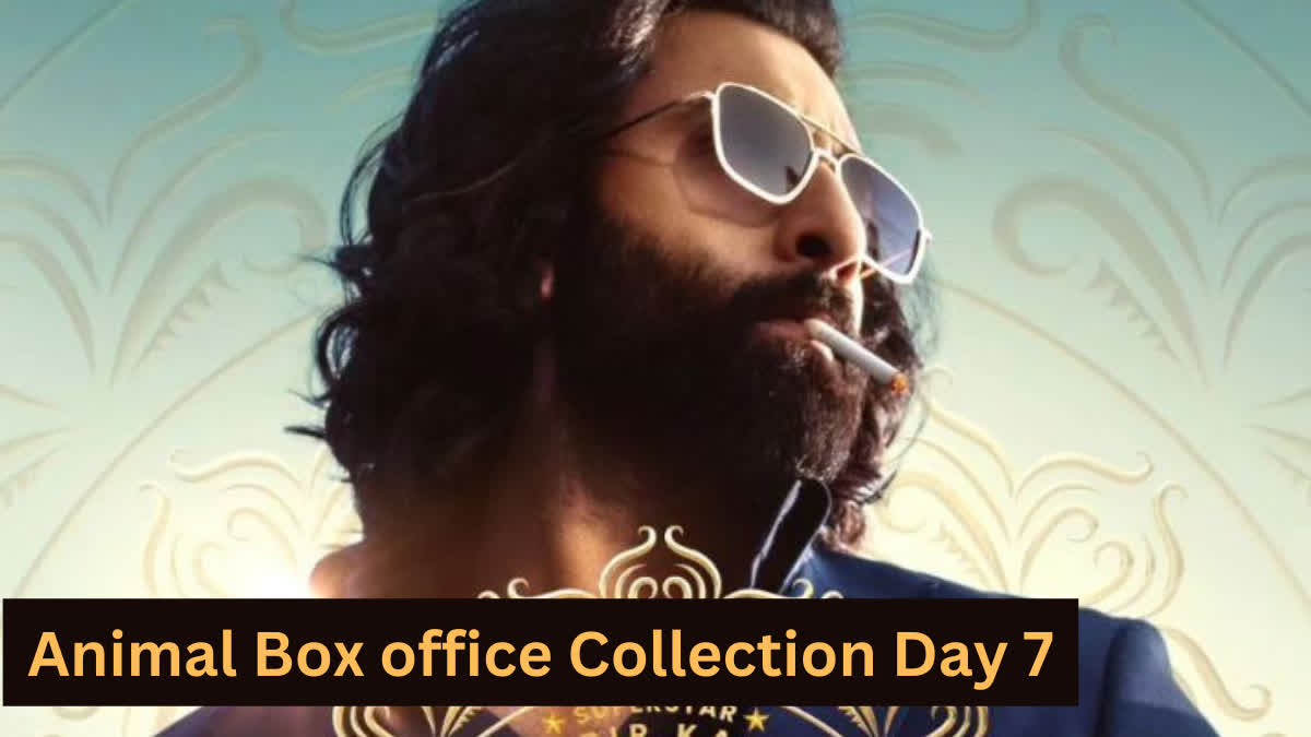 Etv BharatAnimal Box Office Collection