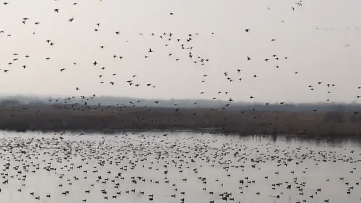 Kashmir wetland pic