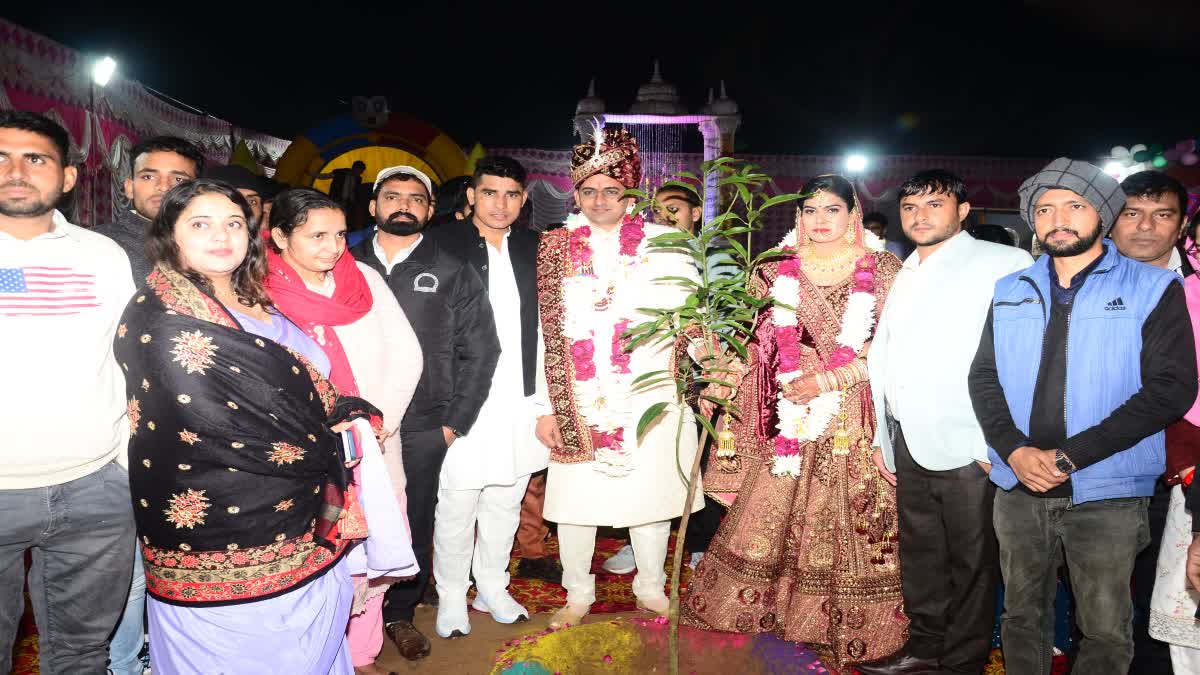 bride-and-groom-planted-a-tree