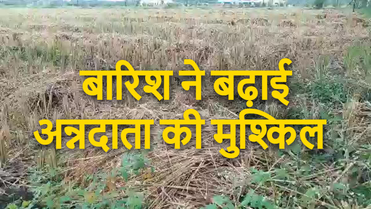 Unseasonal rain in Chhattisgarh Damage crops