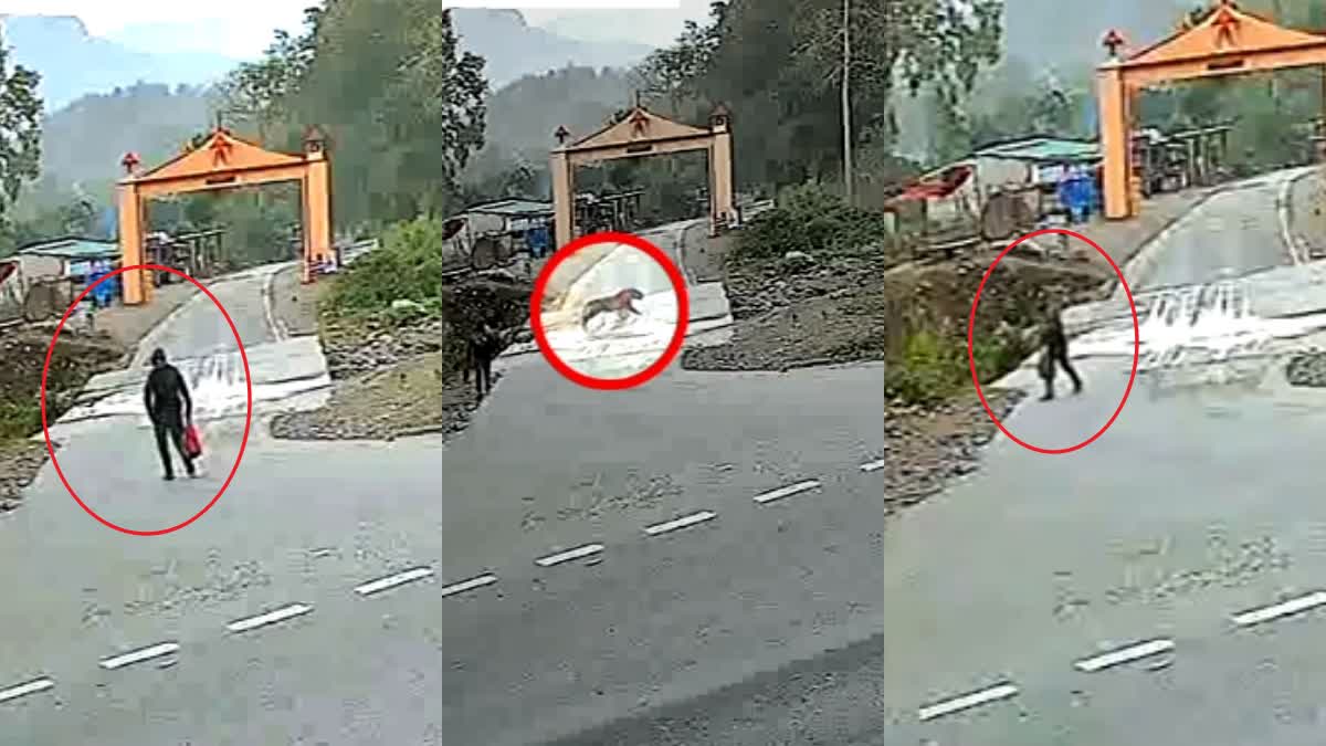 video-of-tiger-passing-in-front-of-young-man in-ramnagar, Uttarakhand