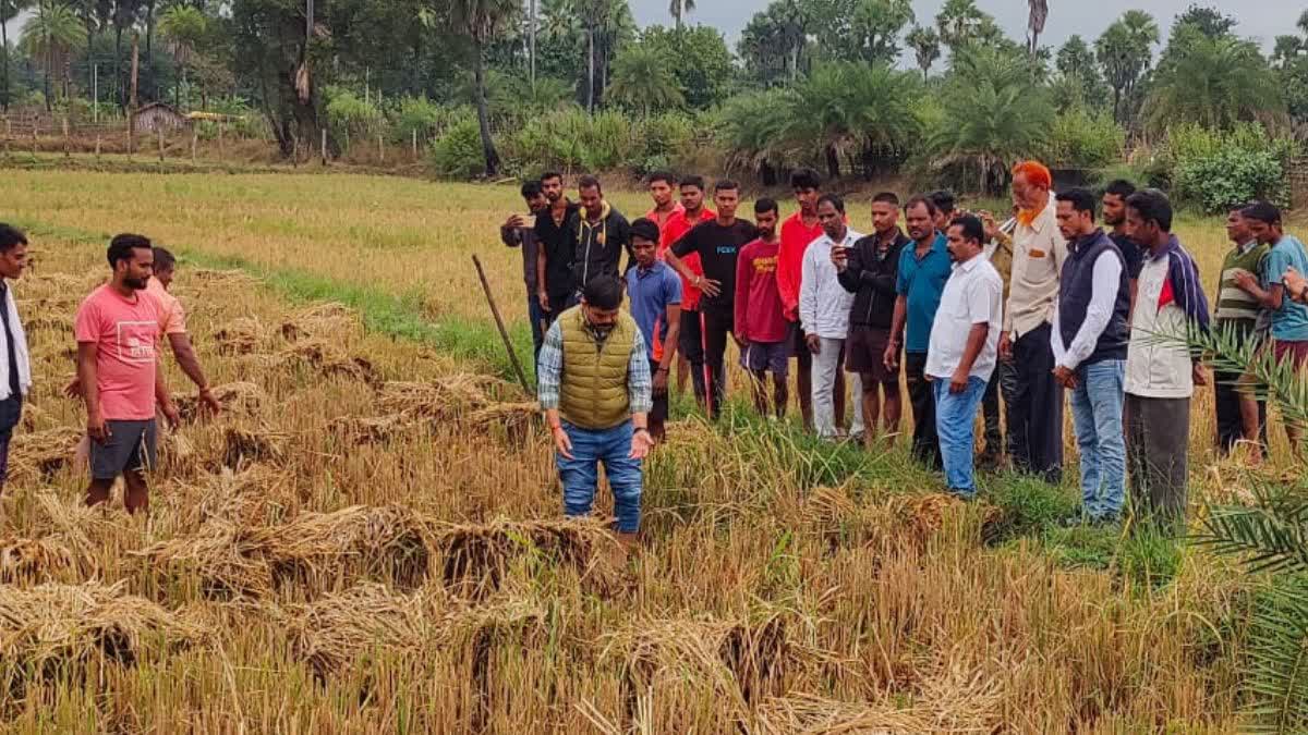 Chhattisgarh Paddy wet due to rain