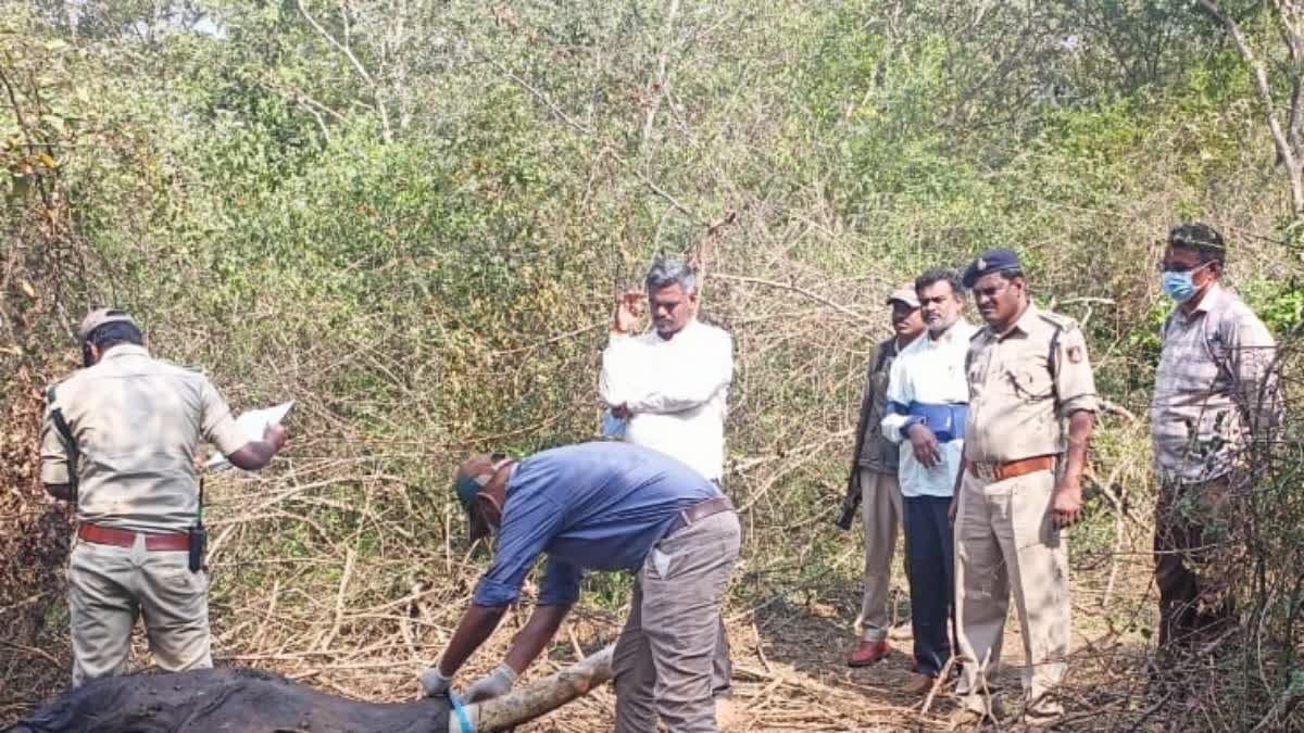 elephant-found-dead-in-bandipur