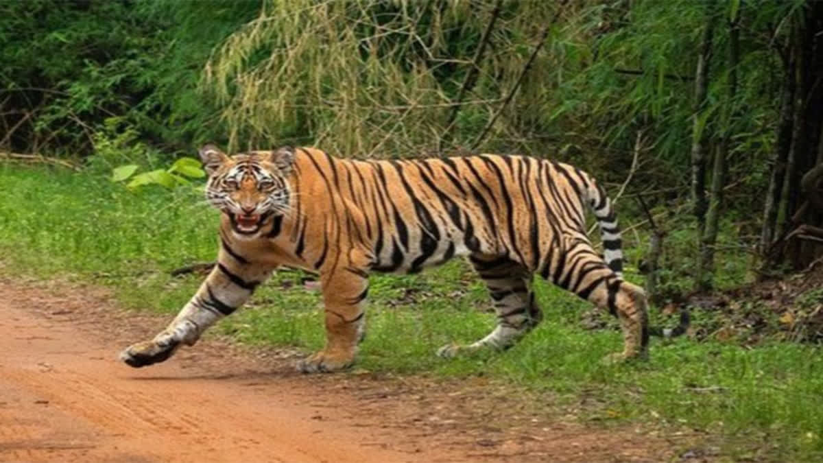 293 people killed in tiger attacks, 2,657 in elephant attacks in last four years: Govt