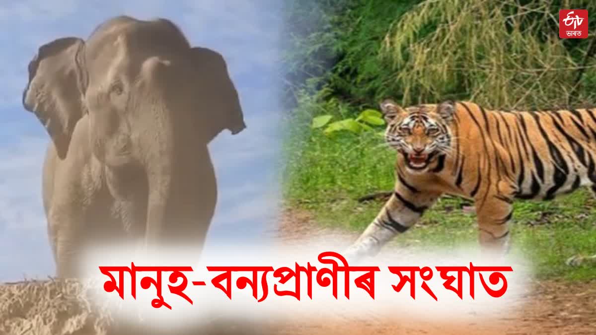 293 people killed in tiger attacks