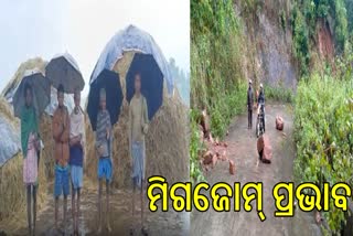 କୋରାପୁଟ ବାତ୍ୟା ମିଗଜୋମ ପ୍ରଭାବ