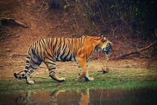 Tiger seen sitting in water in Satpura