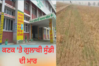 In Bathinda, the crops of the farmers who planted wheat in the fields without burning the stubble were affected by pink blight.