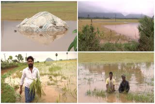 paddy_crops_submerged_in_water