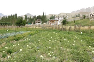 Ladakh introduced new technology to cultivate vegetables in harsh conditions MHA tells Rajya Sabha