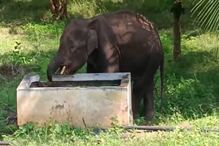 கடம்பூர் அருகே வாய்ப்புண் காரணமாக சாப்பிட முடியாமல் தவிக்கும் குட்டி யானைக்கு மருத்துவக் குழு சிகிச்சை!