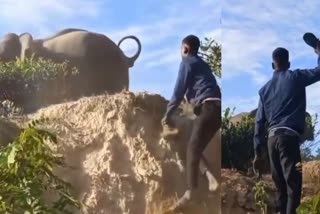 Youths Confront Elephant With Sandals