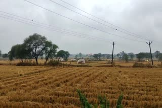 cyclone michaung