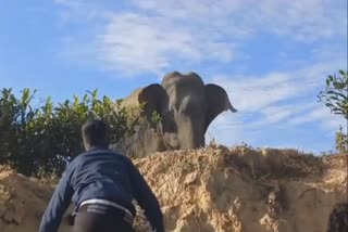 Youths confront elephant with sandal, escapes life threat