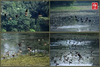 Siberian birds in Patna Secretariat Rajdhani Reservoir