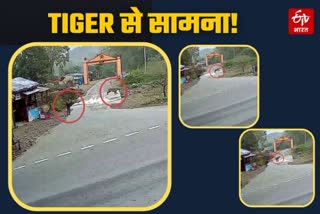 tiger near Garjiya temple in Ramnagar