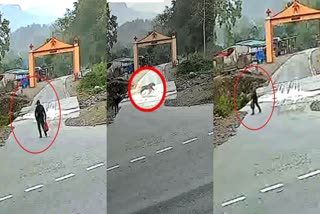video-of-tiger-passing-in-front-of-young-man in-ramnagar, Uttarakhand