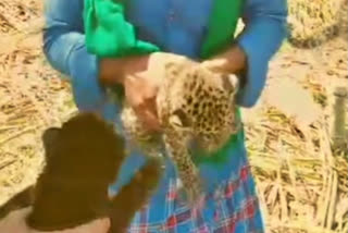 Watch: 3 leopard cubs including a rare black one found in Mysore