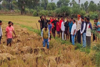 Chhattisgarh Paddy wet due to rain