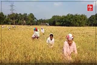 Farmers harvest raw paddy