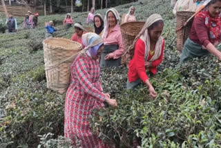 West Bengal: Decked up in Nepali outfit, Mamata Banerjee joins tea pluckers