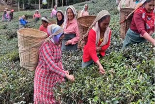 WB CM Mamata Banerjee joined Tea Pluckers