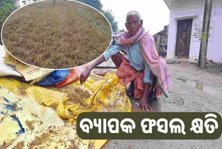 ଅଦିନିଆଁ ବର୍ଷାରେ ଭିଜିଲା ଚାଷୀ ଧାନ, ବ୍ୟାପକ କ୍ଷୟକ୍ଷତି