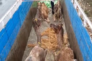 16-camels-recovered-in-murshidabad