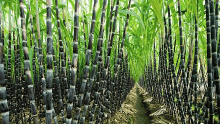 Govt bars sugar mills from using sugarcane for ethanol production