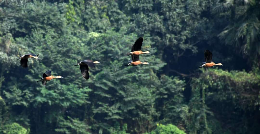 पटना का राजधानी जलाशय पहुंच रहे साइबेरियन पक्षी
