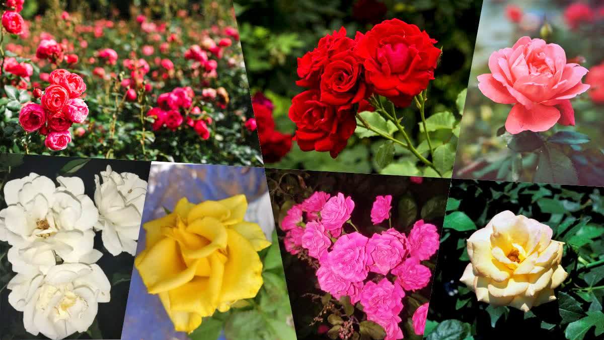 ROSE CULTIVATION  DIFFERENT VARIETY OF ROSES  Rose  Rose Gardening