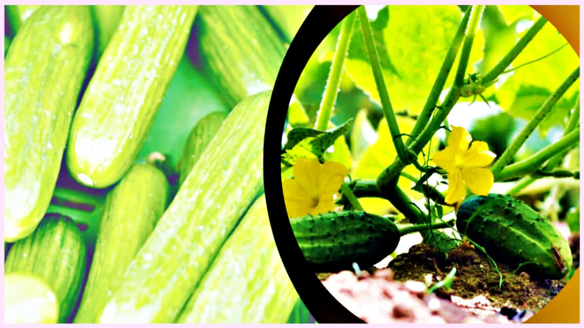 Cucumber cultivation in Karnal