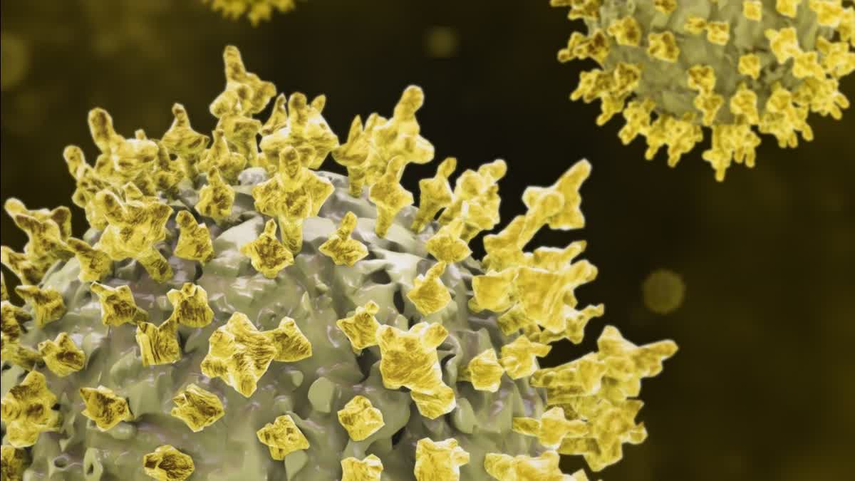 How deadly is the Marburg virus? Will there be danger for India too?