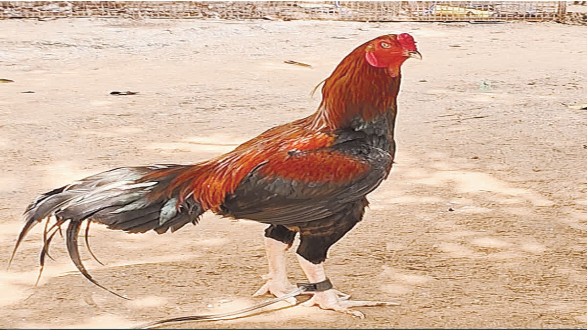 COCKFIGHTING FOR SANKRANTI In AP