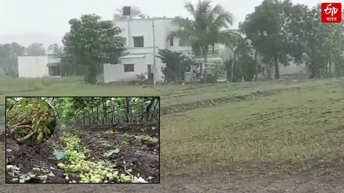 Unseasonal Rain caused major damage to crops in nashik district