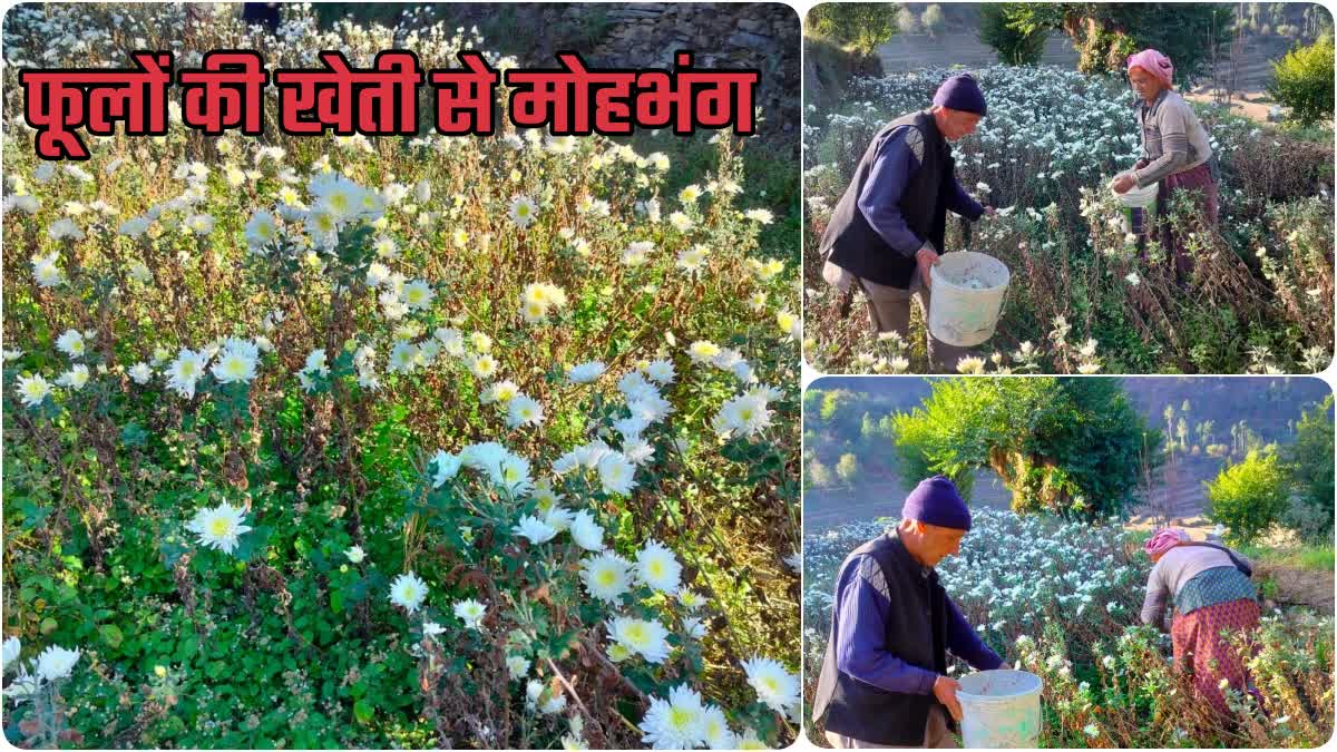 Rawaighat Chrysanthemum Flower Cultivation