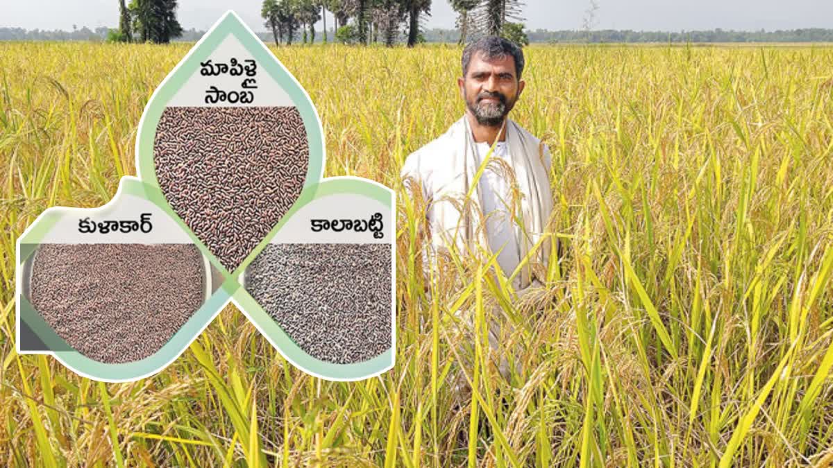 Vizianagaram Farmer Cultivates 12 Varieties Of Desi Paddy