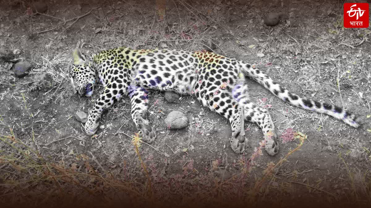 leopard cubs died in vehicle accident in Chirodi Forest Amravati