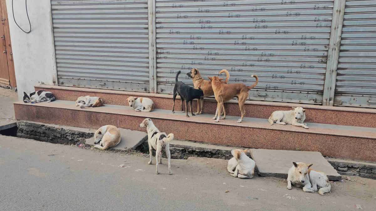 social-workers-are-getting-stray-dogs-sterilized-to-prevent-biting-in-hazaribag