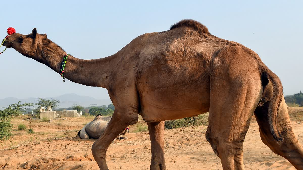 Viral video 2 men carry camel on motorcycle internet users baffled