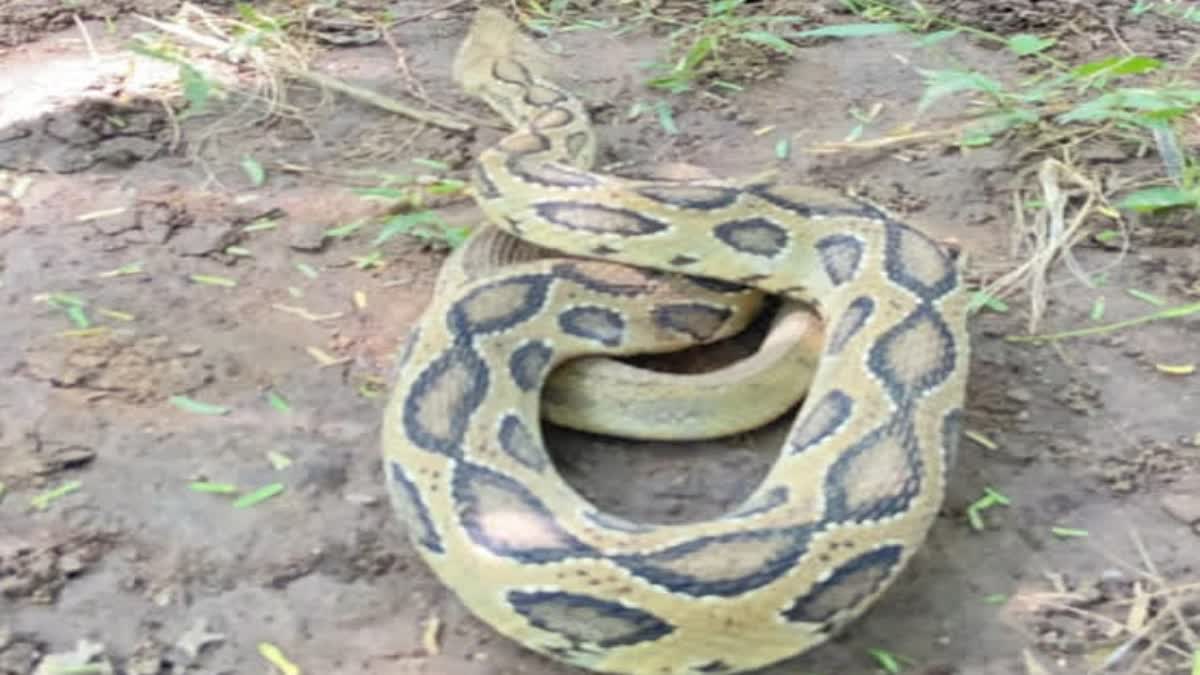 80 kg python crashes through home ceiling in Malaysian video goes viral