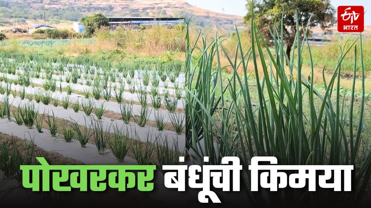 Onion leaf farming