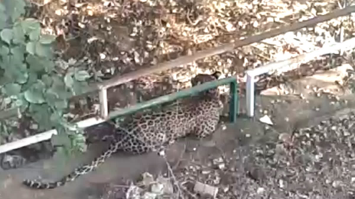 Leopard entered in residential area