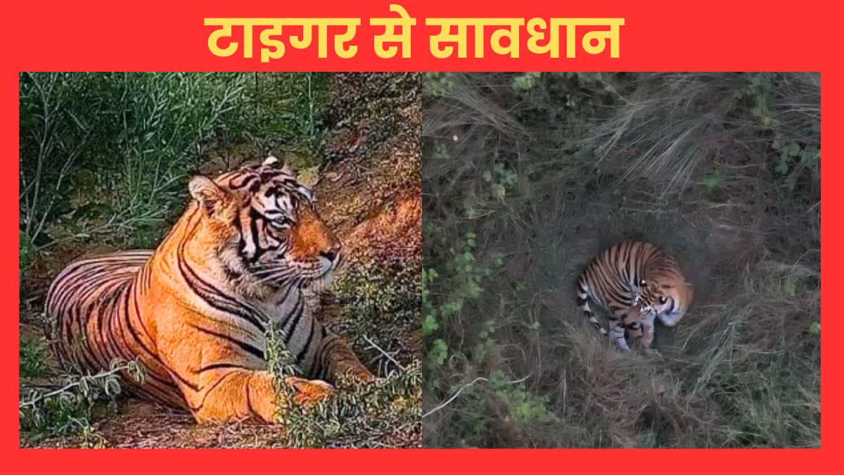 MADHYA PRADESH TIGER