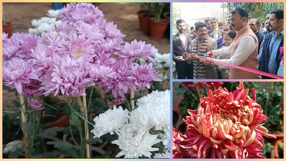 chrysanthemums in exhibition