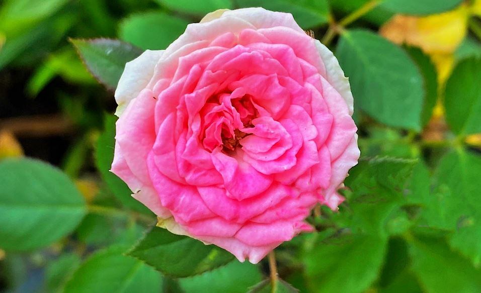 ROSE CULTIVATION  DIFFERENT VARIETY OF ROSES  Rose  Rose Gardening