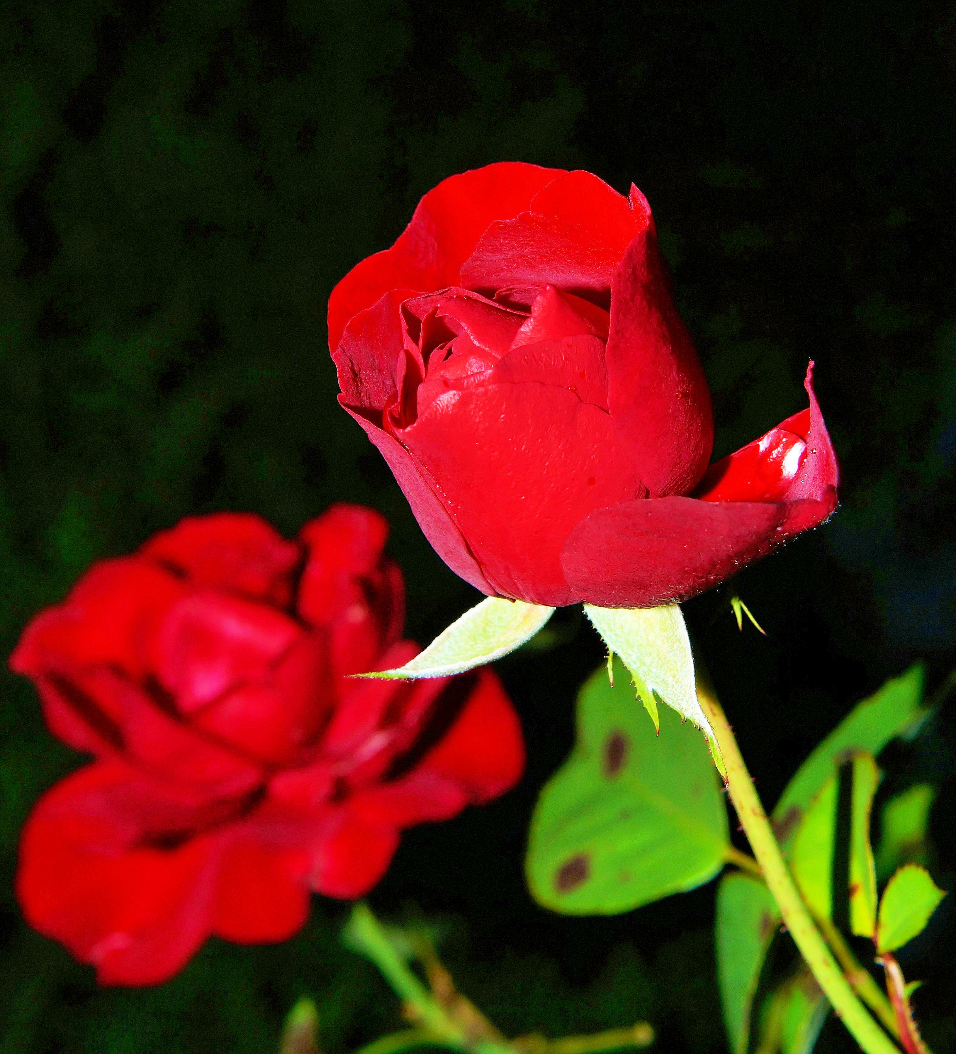 ROSE CULTIVATION  DIFFERENT VARIETY OF ROSES  Rose  Rose Gardening