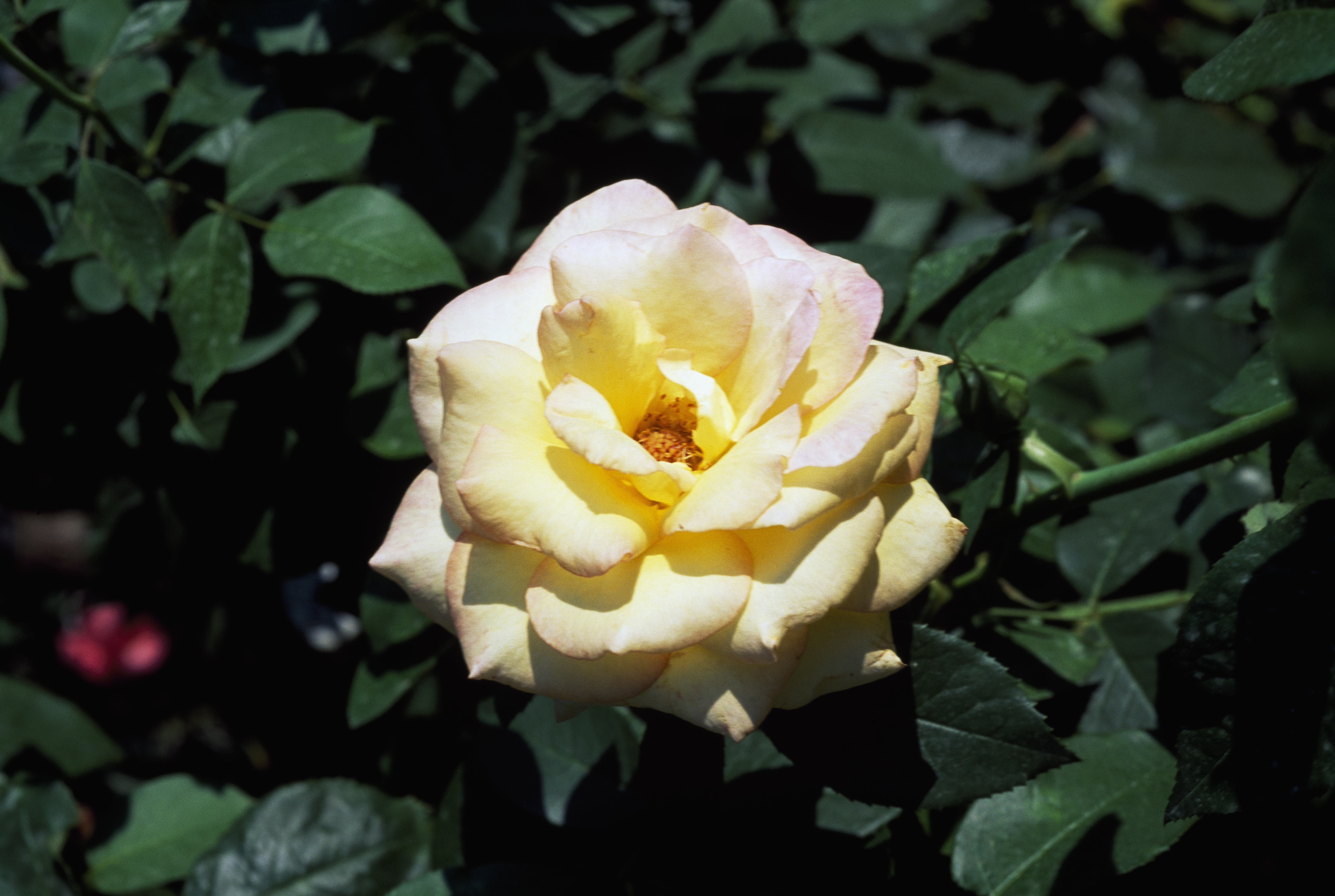 ROSE CULTIVATION  DIFFERENT VARIETY OF ROSES  Rose  Rose Gardening