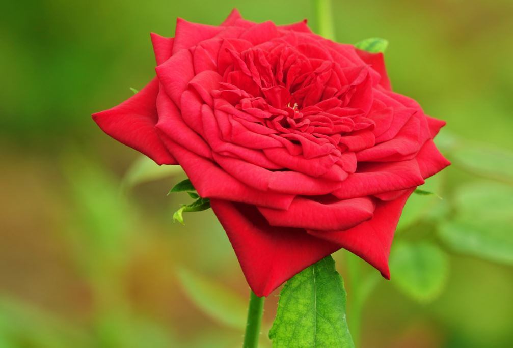 ROSE CULTIVATION  DIFFERENT VARIETY OF ROSES  Rose  Rose Gardening