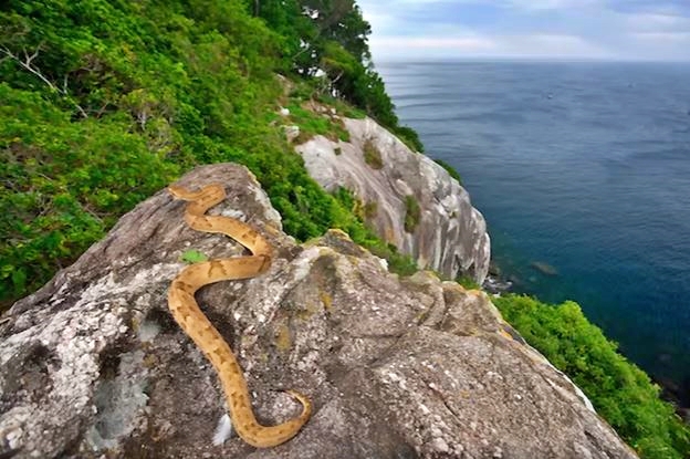 ILHA DE QUEIMADA GRANDE  പാമ്പ് ദ്വീപ് ബ്രസിൽ  SNAKE ISLAND  LATEST NEWS IN MALAYALAM